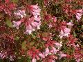 Edward Goucher Abelia